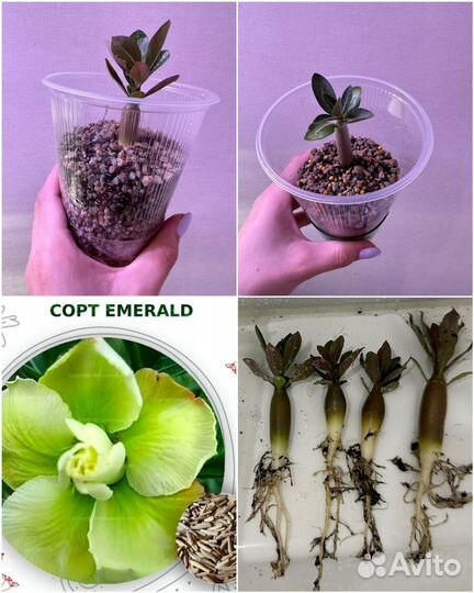 Адениум Обессум и Арабикум