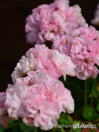 Герань пеларгония