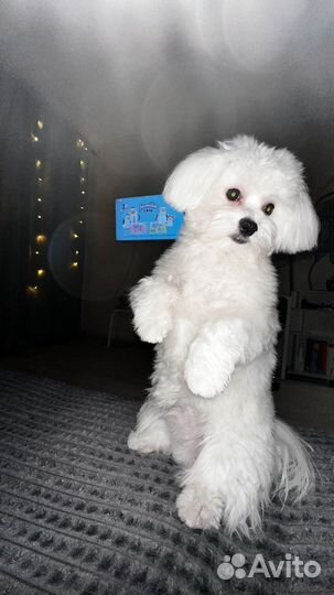 Мальтезе мальчик вязка