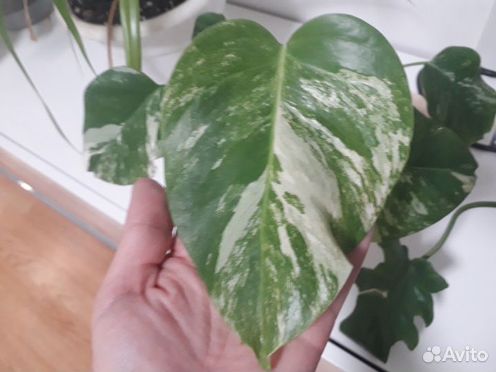 Продам цветы