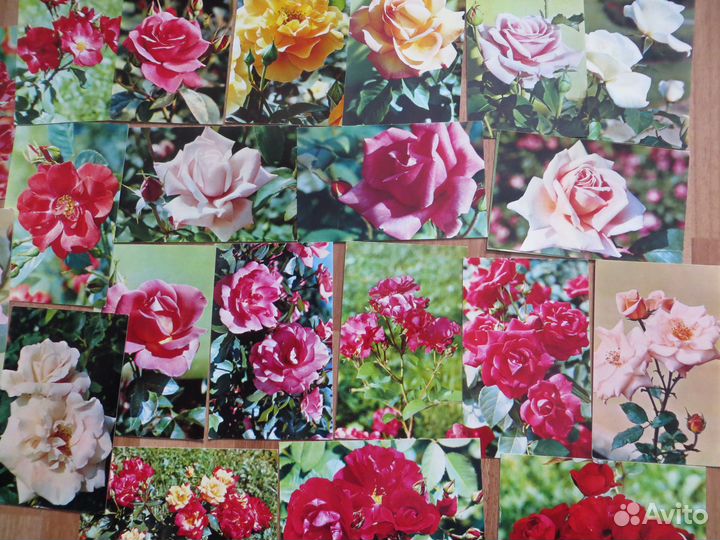 Наборы открыток СССР Цветы Животные Рецепты