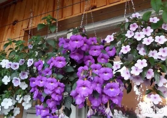 Цветок Декабрист, Ахименесы и др. Растения