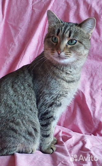 Европейская