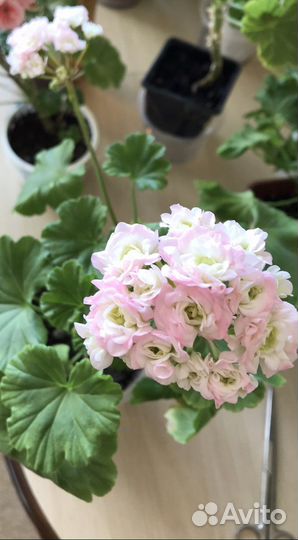 Пеларгония герань