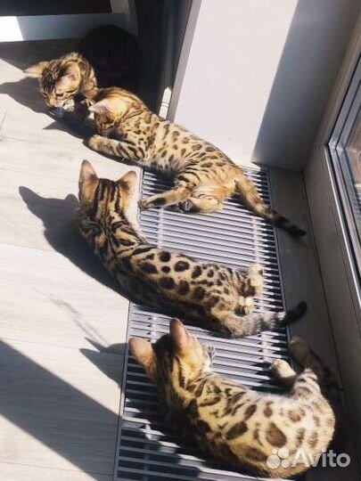 Бенгальские котята