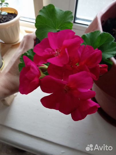 Комнатные цветы 4