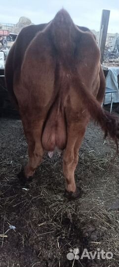 С/х животные коровы