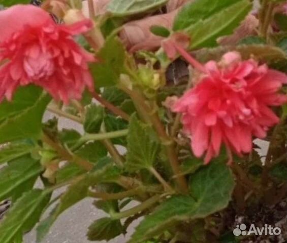 Бегония ампельная