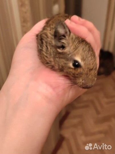 Чилийские белки Дегу