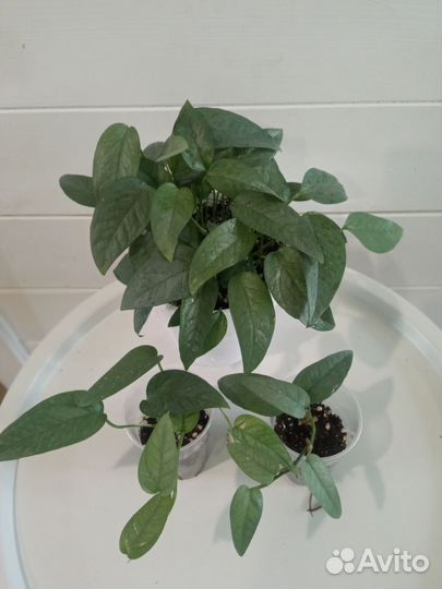 Эпипремнумы