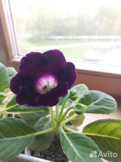 Глоксиния цветущая