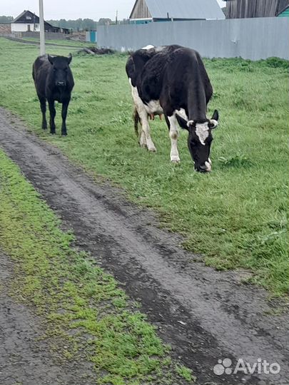 Корова дойная с теленком