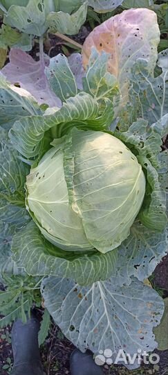 Рассада капусты