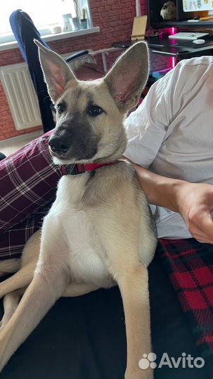 Собака в добрые руки отдам бесплатно