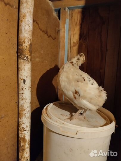 Куры бентамка