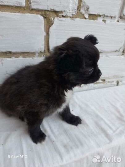 Чихуахуа девочка