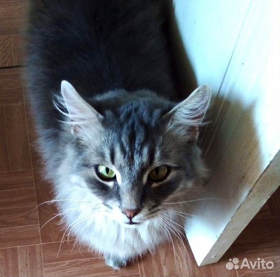 Отдам кота в добрые руки