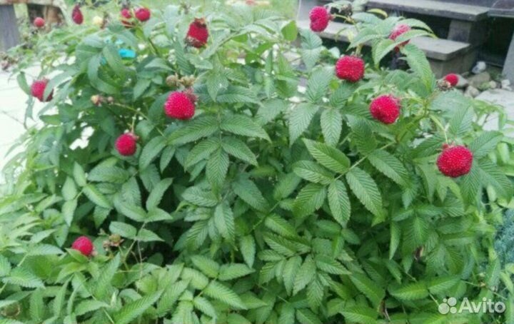 Малина тибетская, саженцы