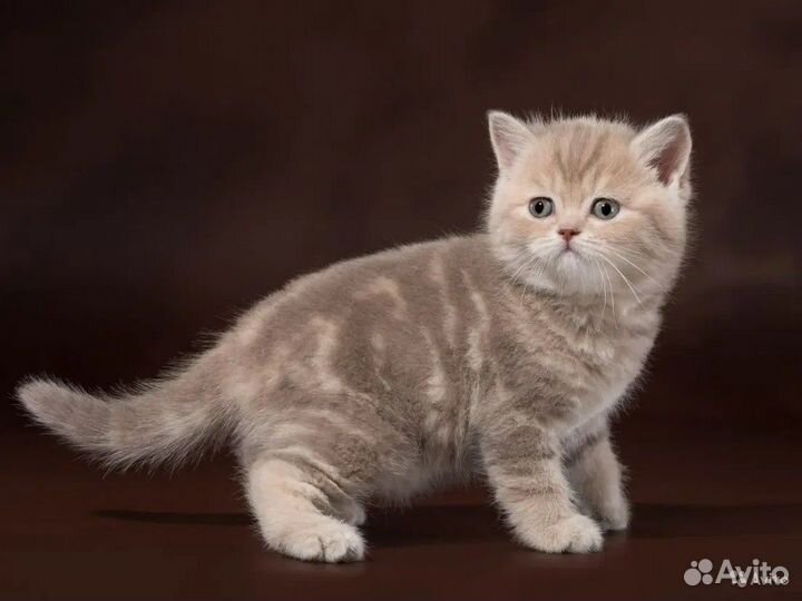 Кошки