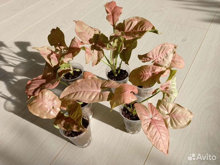 Сингониум, сорта разные