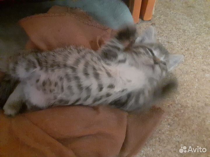 Котенок мальчик в добрые руки приучен к лотку