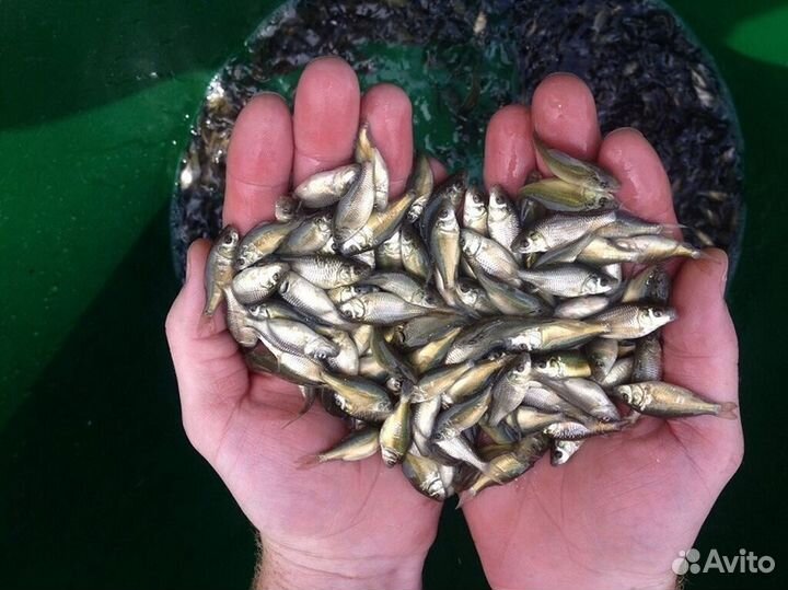 Живец карась