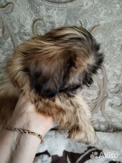 Шит цу щенки