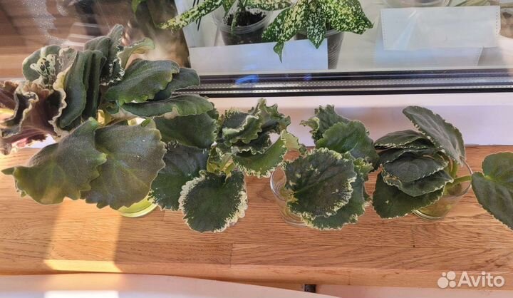 Суккуленты, фиалки, драцены и др