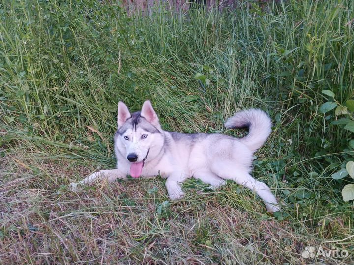 Сибирский хаски