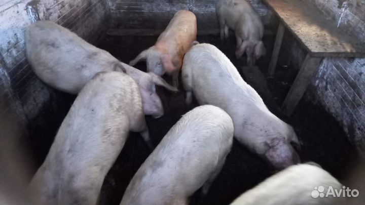 Поросенок ландрас