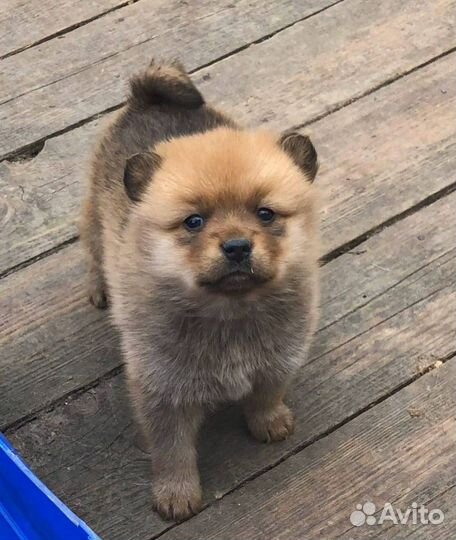 Вязка Карело-финская лайка