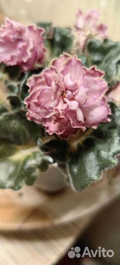 Фиалка юв Капучино