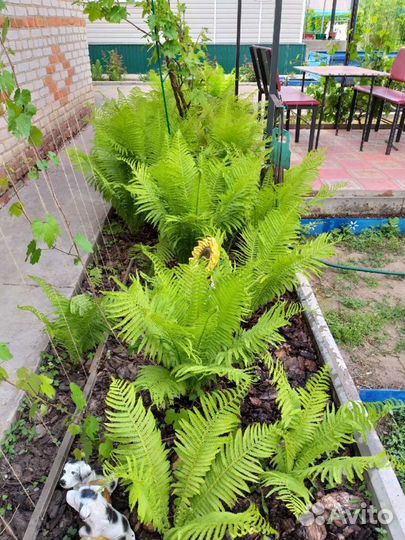 Папоротник садовый