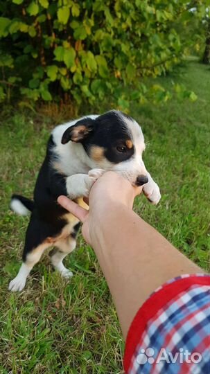 Собака в добрые руки отдам бесплатно