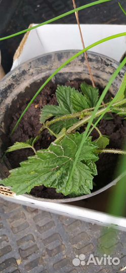 Саженцы княженики тибетской малины