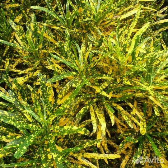 Кротон Gold Star, Mummy