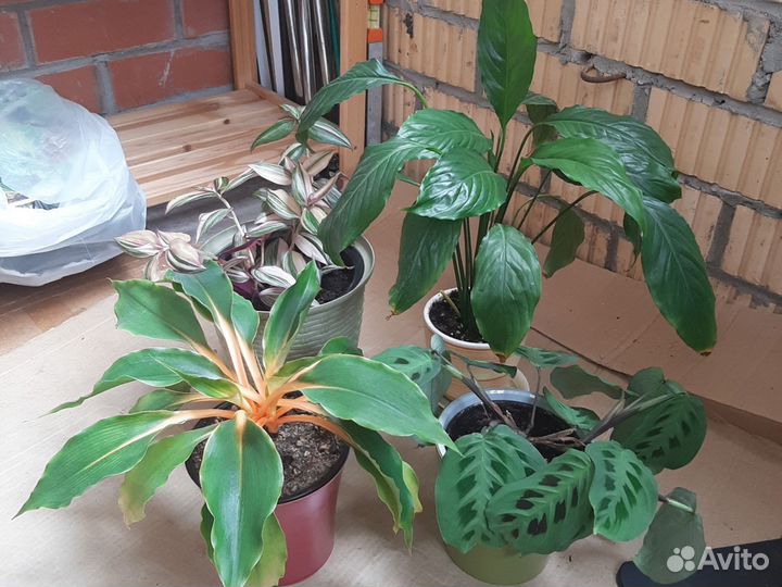 Много растений