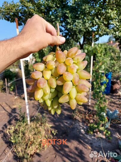 Саженцы винограда