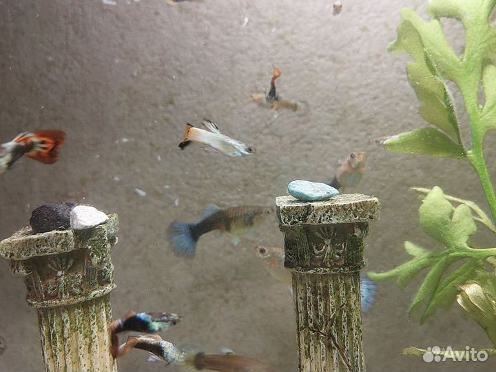 Аквариумные рыбки гупи