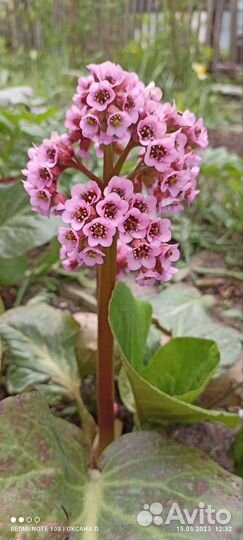Многолетние растения для вашего сада
