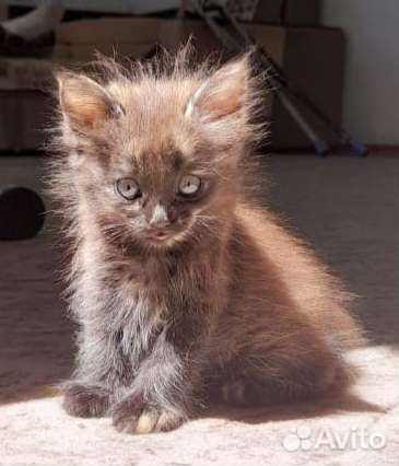 Кошка в дар