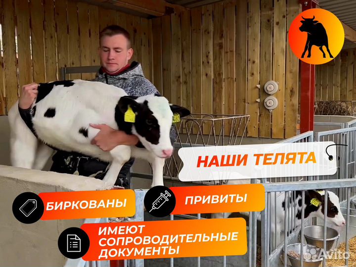 Телята бычки