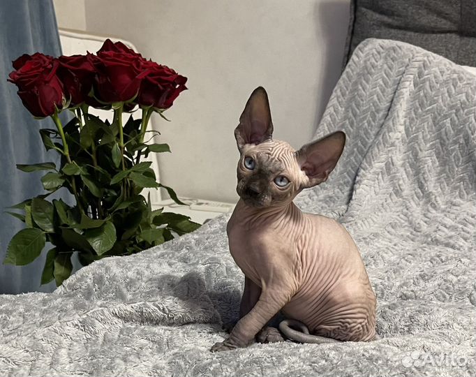 Канадский сфинкс эльф