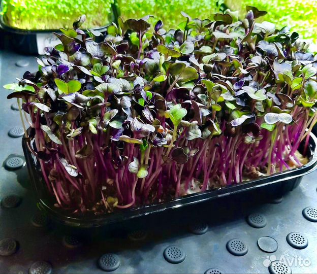 Микрозелень