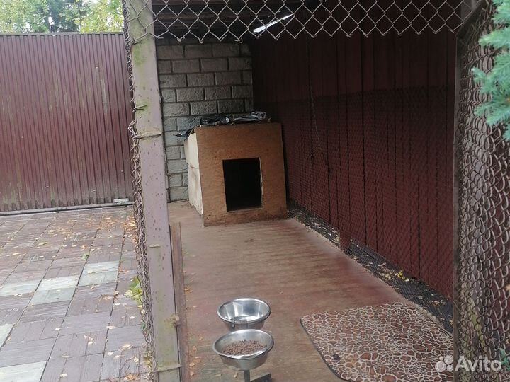 Передержка крупных собак, выгул и кормление