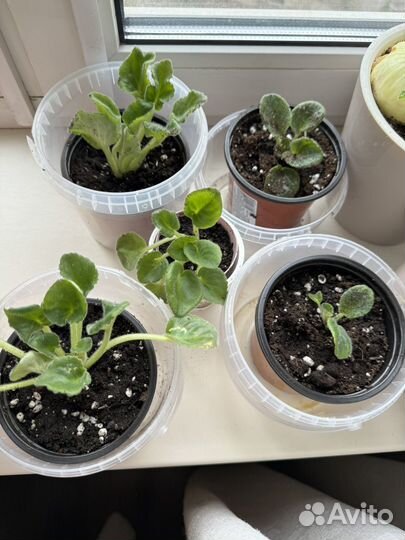 Домашние фиалки