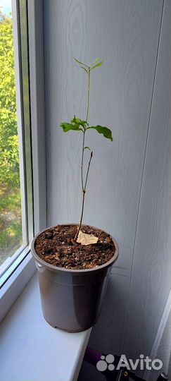 Дуб Тобольский