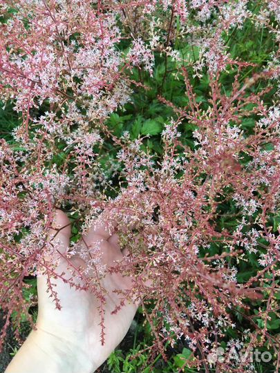 Астильба мини