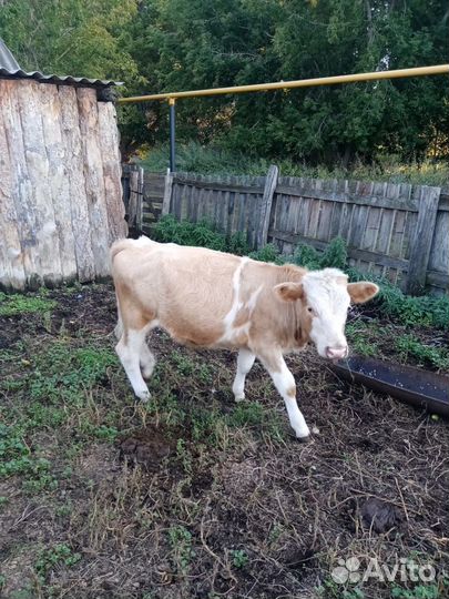 Телята бычки