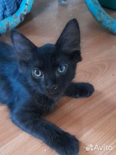 Кошки в добрые руки